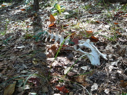 Album: Cumberland Island